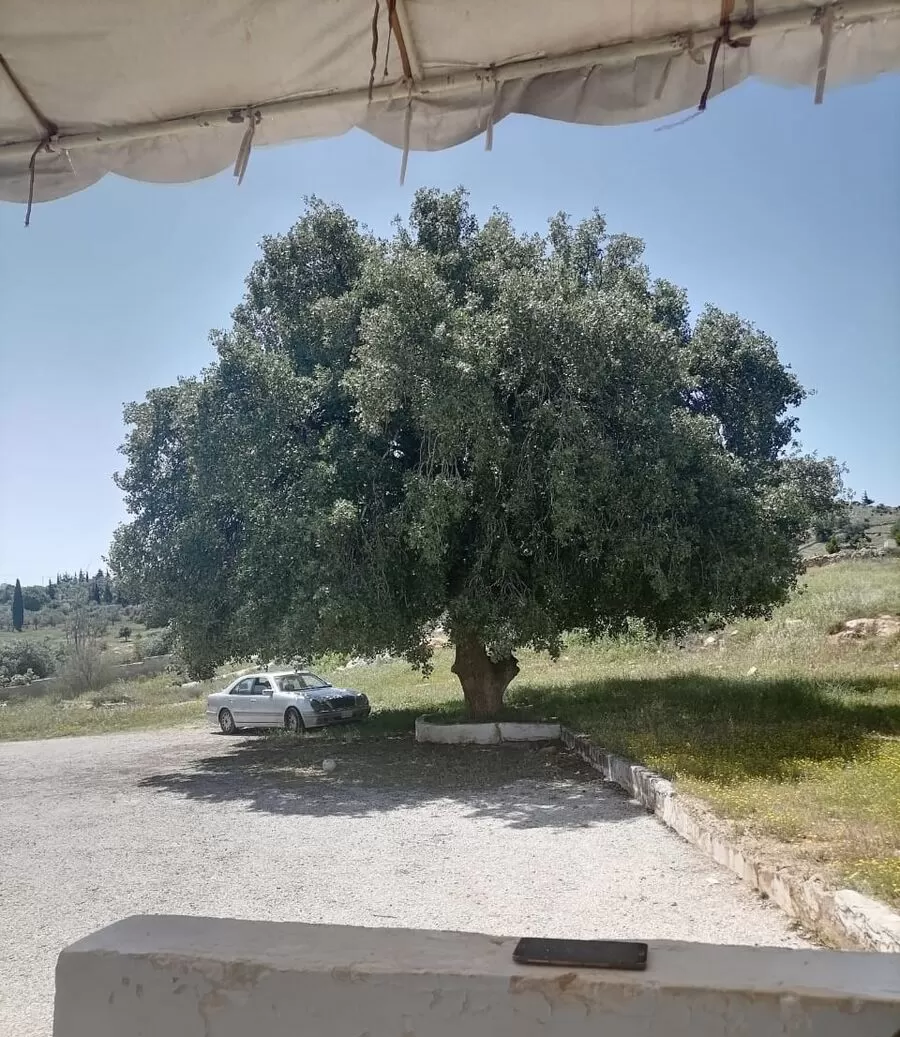 مدار الساعة,مناسبات أردنية,#ذكريات_تحت_الشجرة #الشجرة_الباسقة #الطفولة_تحت_الظلال #الأصدقاء_تحت_الشجرة #الحنين_للأمس_تحت_الشجرة