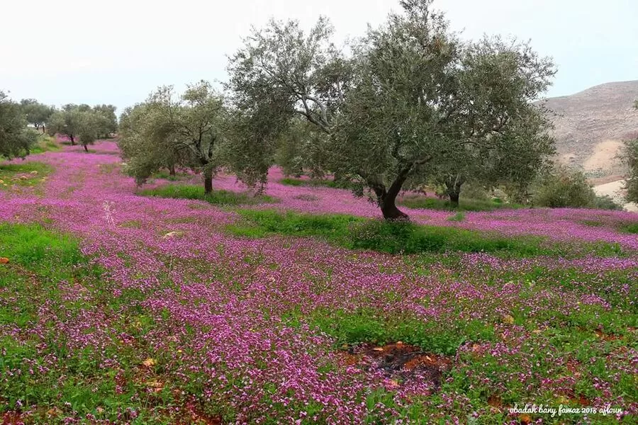 مدار الساعة,أخبار الأردن,اخبار الاردن,المركز الوطني للبحوث الزراعية,وكالة الأنباء الأردنية