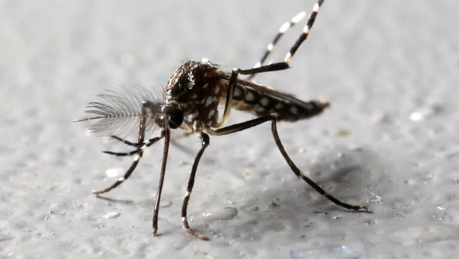 مدار الساعة,أخبار الصحة والأسرة,درجات الحرارة,#البعوض #الحرارة #التخلص_من_البعوض