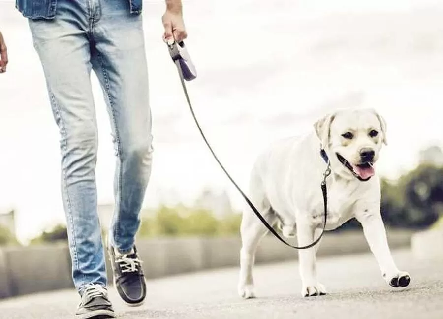 مدار الساعة,أخبار الأردن,اخبار الاردن,أمانة عمان,1. #نظام_ترخيص_الكلاب_في_عمان,2. #مراقبة_الكلاب_في_أمانة_عمان,3. #تنظيم_الكلاب_في_الأردن