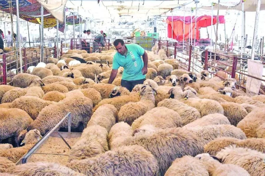 مدار الساعة,أخبار اقتصادية,وزير الزراعة,وزارة الزراعة,عيد الأضحى