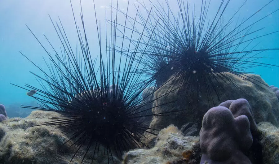 مدار الساعة,أخبار الأردن,اخبار الاردن,سلطة منطقة العقبة الاقتصادية الخاصة,#قنفذ_البحر #العقبة_الاقتصادية #البيئة_والحياة_البرية