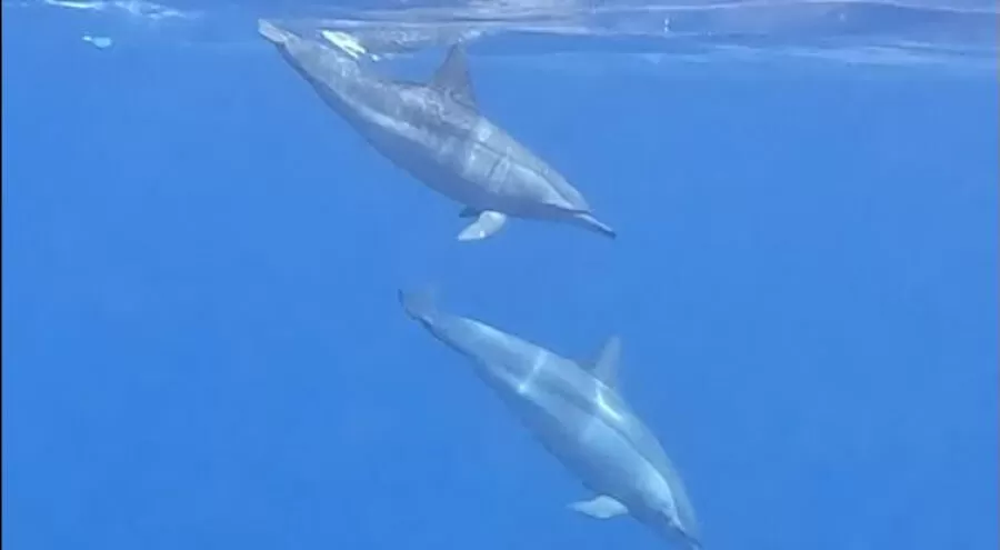 مدار الساعة,أخبار الأردن,اخبار الاردن,#خليج_العقبة #الدلافين #الحيوانات_البحرية