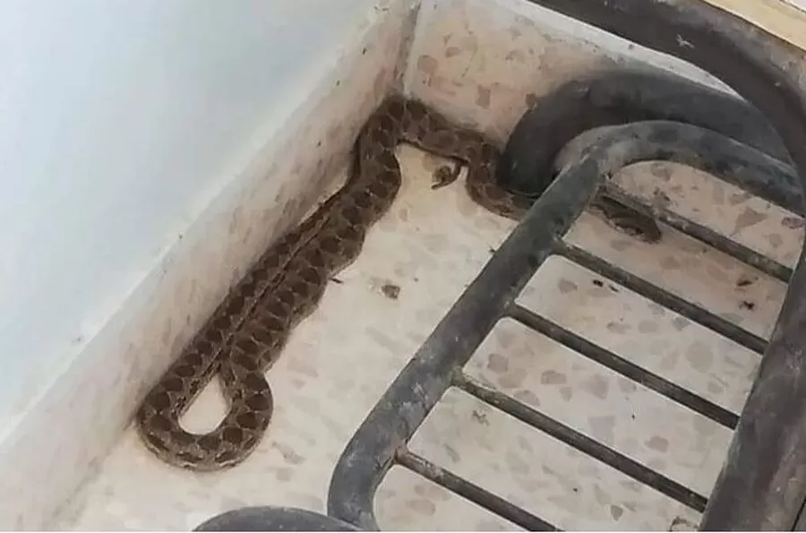 مدار الساعة,أخبار الأردن,اخبار الاردن,مستشفى الأميرة رحمة,#الأفاعي_في_المدارس #السلامة_المدرسية #الوقاية_من_الأفاعي