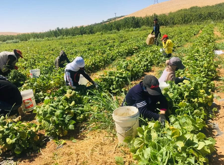 مدار الساعة,أخبار الأردن,اخبار الاردن,وزارة الزراعة,ديوان التشريع والرأي,درجات الحرارة,#تعويض_المتضررين_الزراعيين #نظام_تعويض_المخاطر_الزراعية #الزراعة_في_المستقبل