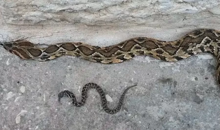 مدار الساعة,أخبار الأردن,اخبار الاردن,مديرية الأمن العام,الأمن العام,مديرية الإعلام والشرطة المجتمعية,الدفاع المدني,#الأفاعي_خطر_على_الصحة #تحذير_من_التعامل_مع_الأفاعي #الوقاية_من_عضات_الأفاعي