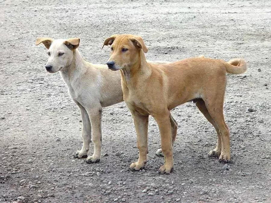 مدار الساعة,أخبار الأردن,اخبار الاردن,#عقر_كلب_ضال #إربد #السلامة_العامة