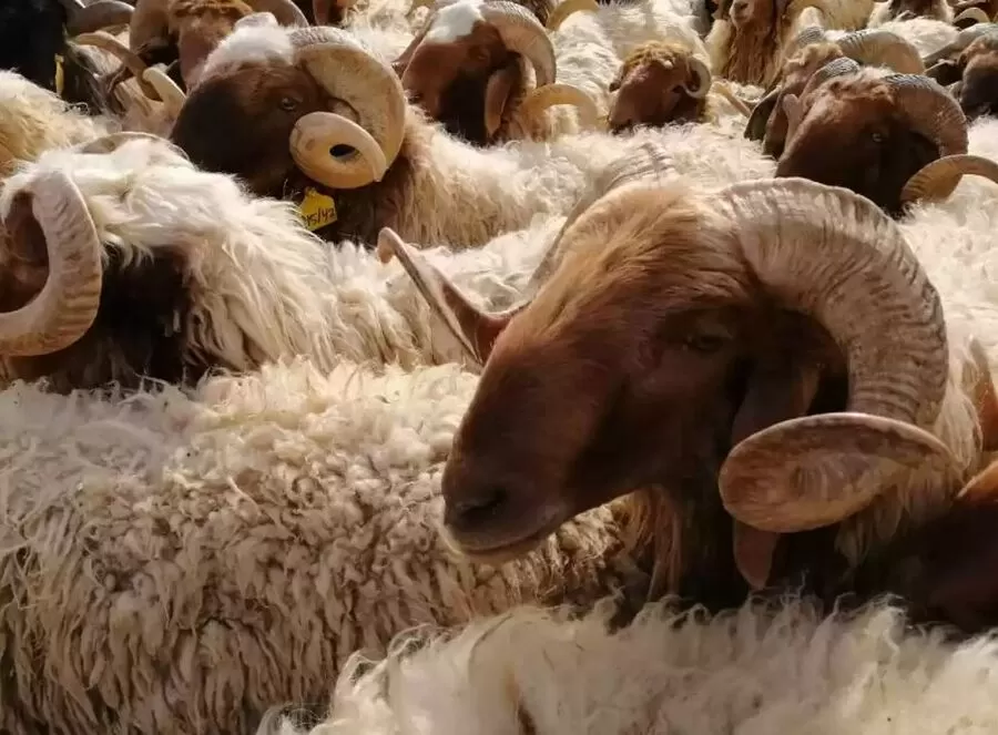 مدار الساعة,أخبار الأردن,اخبار الاردن,وزير الزراعة,#رفع_التعليق_عن_صادرات_الأغنام_الحية #التعاون_السعودي_الأردني #قطاع_الأغنام_المحلية