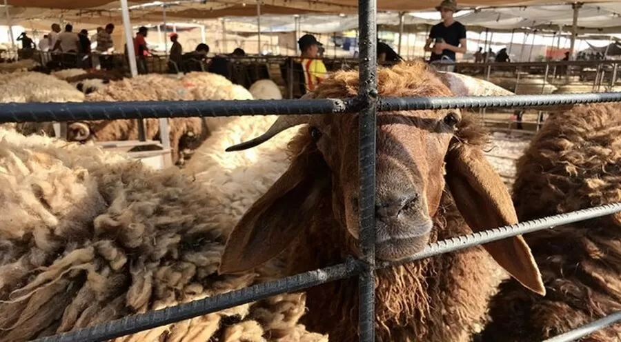 مدار الساعة,أخبار الأردن,اخبار الاردن,أمانة عمان الكبرى,#حظائر_الأضاحي_في_عمان #تصاريح_الحظائر_في_عمان #الأضاحي_في_عمان