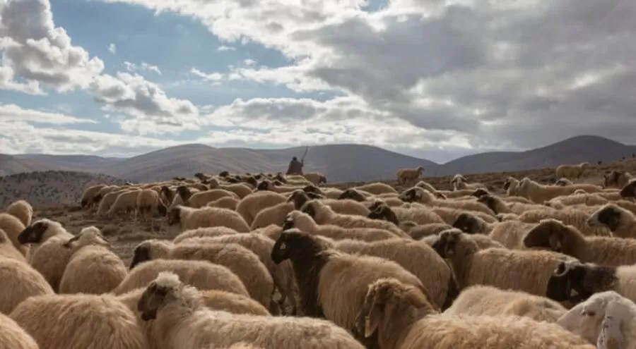 مدار الساعة,أخبار الأردن,اخبار الاردن,عيد الأضحى,#عيد_الأضحى #أسواق_المواشي #المفرق