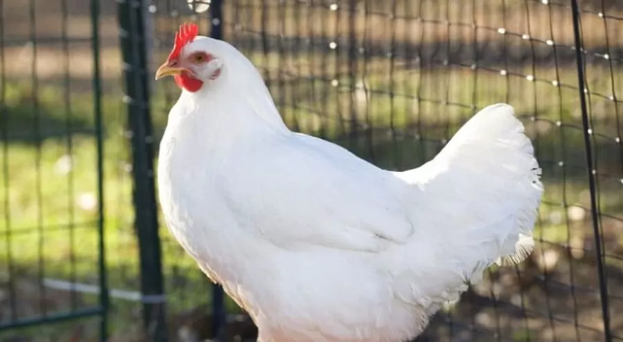 مدار الساعة,أخبار الأردن,اخبار الاردن,وزارة الصناعة والتجارة,وزارة الصناعة,#ارتفاع_أسعار_الدواجن #نقص_الدواجن #سقوف_سعرية_للدواجن