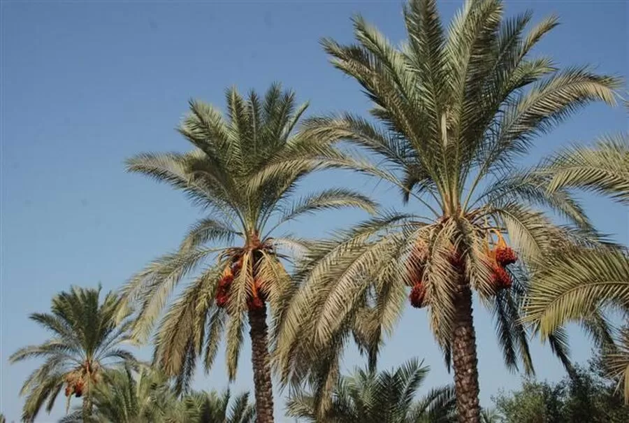 مدار الساعة,أخبار الأردن,اخبار الاردن,وزير الزراعة,النخيل وتطبيق الإجراءات الوقائية والعلاجية اللازمة.,1. #مكافحة_آفات_النخيل,2. #سوسة_النخيل_الحمراء,3. #دعم_مزارعي_النخيل