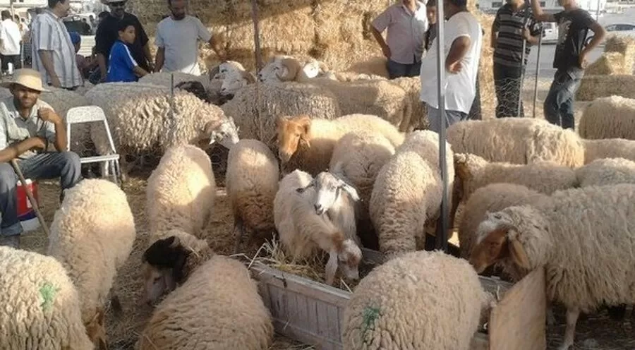 مدار الساعة,أخبار الأردن,اخبار الاردن,#سوق_الحلال_القديم #الأضاحي #الصحة_العامة