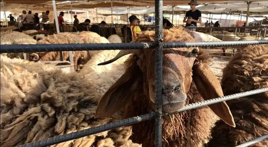 مدار الساعة,أخبار الأردن,اخبار الاردن,أمانة عمان,#صحة_الأضاحي,#رقابة_صحية,#مواقع_بيع_الأضاحي