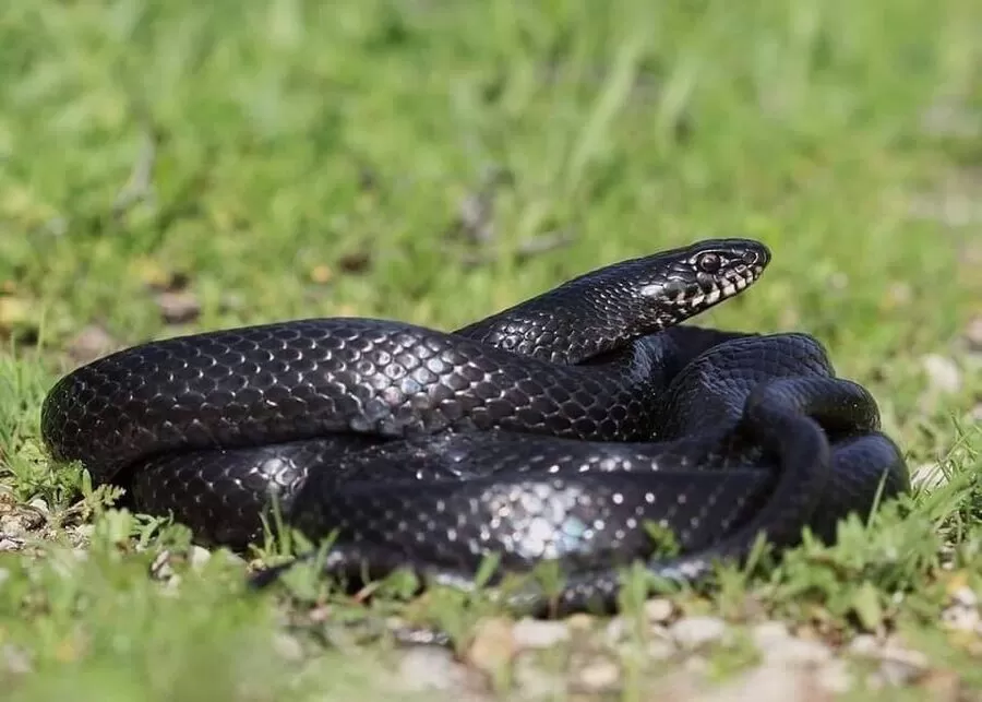 مدار الساعة,Video,فيديو,أخبار الأردن,اخبار الاردن,الدفاع المدني,1. #أفاعي_الأردن,2. #أمان_المنازل,3. #الدفاع_المدني