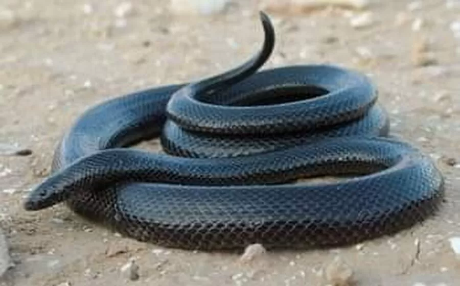 مدار الساعة,أخبار الأردن,اخبار الاردن