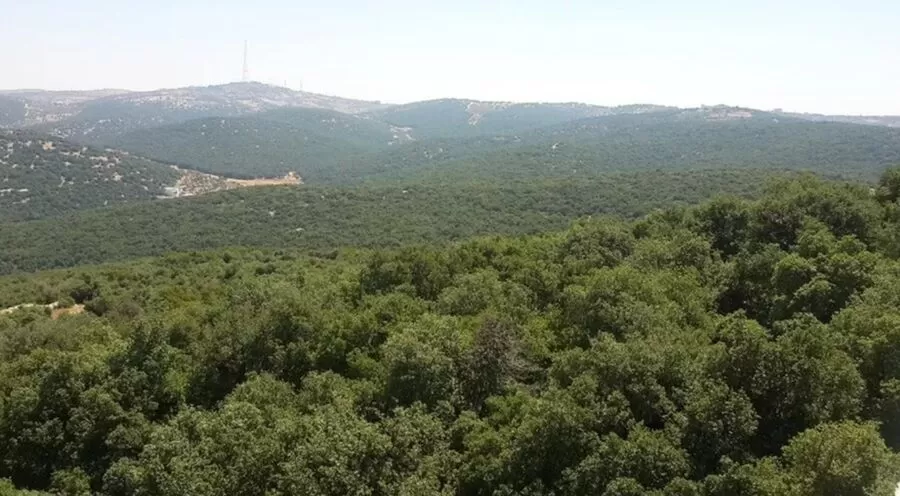 مدار الساعة,أخبار الأردن,اخبار الاردن,الحسين بن طلال,القوات المسلحة الأردنية,وزارة الزراعة,سلطة وادي الأردن,سلطة المياه,وزارة النقل,أمانة عمان الكبرى,وادي الأردن,وزارة البيئة,يوم الشجرة,الدفاع المدني,المركز الوطني للأمن وإدارة الأزمات,القوات المسلحة,درجات الحرارة,الأرصاد الجوية,الذكاء الاصطناعي