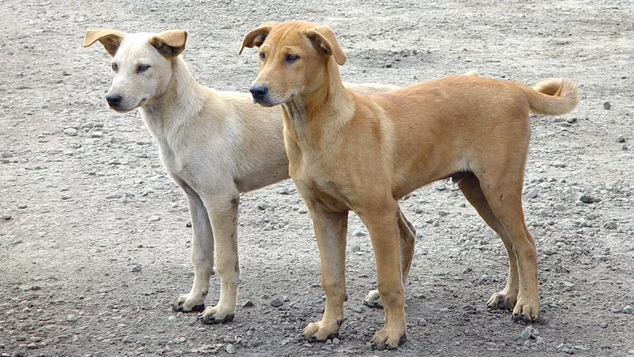 مدار الساعة,أخبار الأردن,اخبار الاردن,وزارة الإدارة المحلية