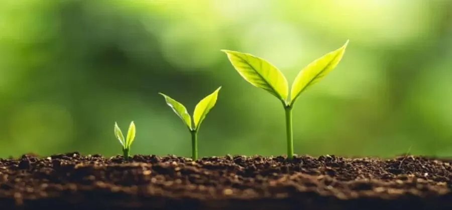 مدار الساعة,أخبار الأردن,اخبار الاردن,المركز الوطني للبحوث الزراعية