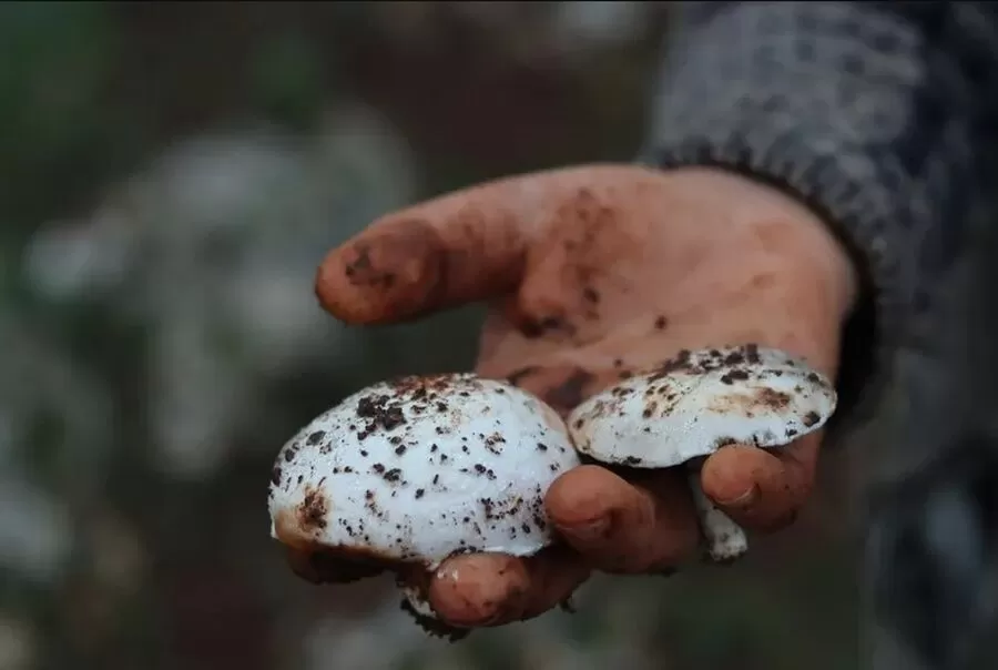 مدار الساعة,أخبار الأردن,اخبار الاردن,وزارة الصحة