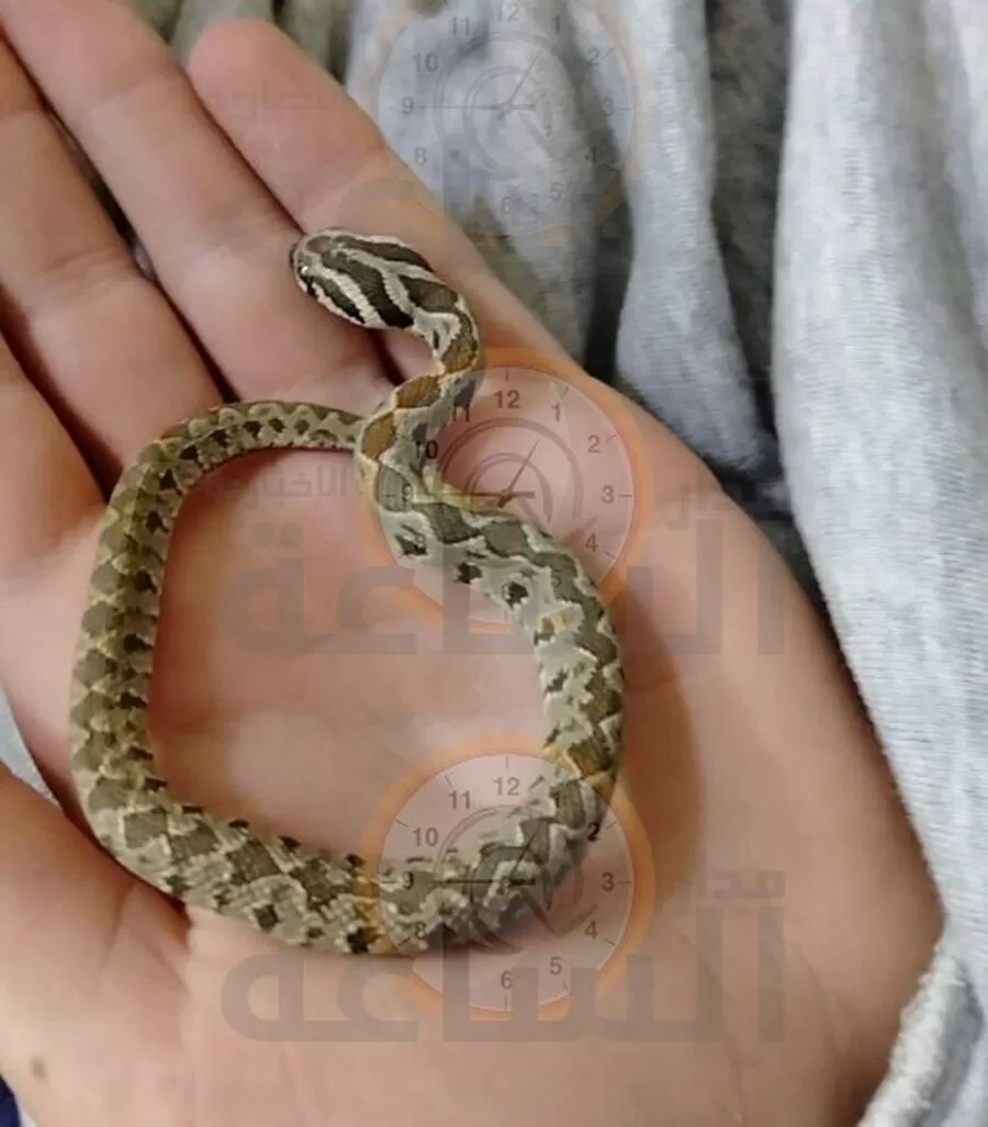 مدار الساعة,أخبار الأردن,اخبار الاردن