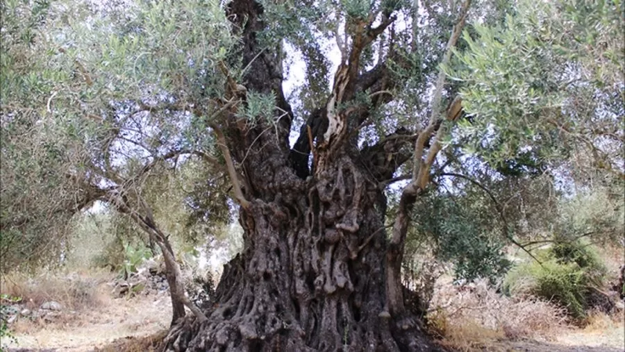مدار الساعة,أخبار ثقافية,وزيرة الثقافة,وزارة الثقافة