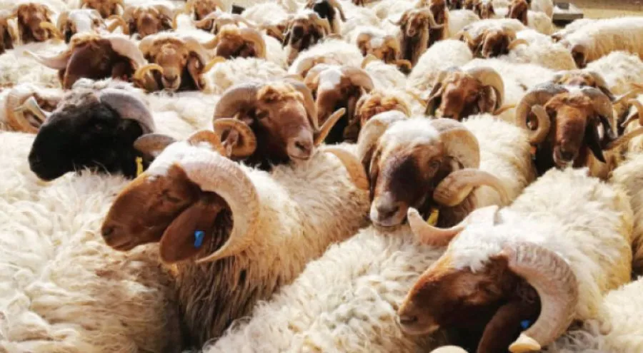 مدار الساعة,أخبار الأردن,اخبار الاردن,دائرة الإفتاء العام