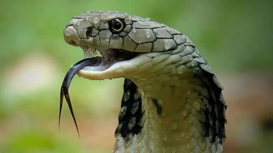 مدار الساعة,أخبار الأردن,اخبار الاردن,وزارة الصحة,وزارة البيئة,درجات الحرارة,البحر الميت