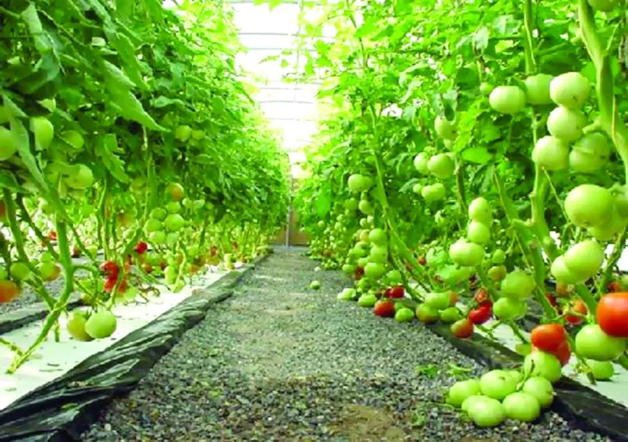 مدار الساعة,أخبار الأردن,اخبار الاردن,وزارة الزراعة,وزارة الصحة,وزارة المياه والري,المؤسسة العامة للغذاء والدواء,وزارة المياه,الجمعية العلمية الملكية,وادي الأردن