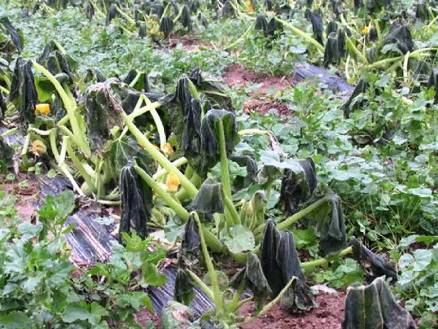 مدار الساعة,أخبار الأردن,اخبار الاردن,وزارة الزراعة,وكالة الأنباء الأردنية,مدار الساعة,الأغوار,الصقيع