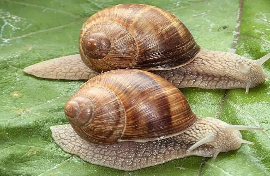 مدار الساعة,أخبار خفيفة ومنوعة,مدار الساعة,روسيا,القواقع