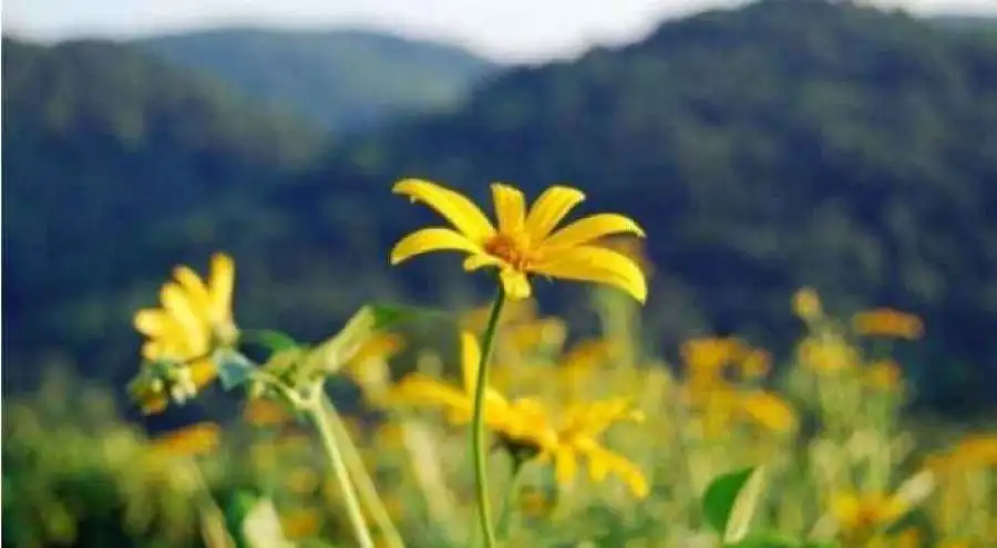 مدار الساعة,أخبار الأردن,اخبار الاردن,جامعة البلقاء التطبيقية,درجات الحرارة