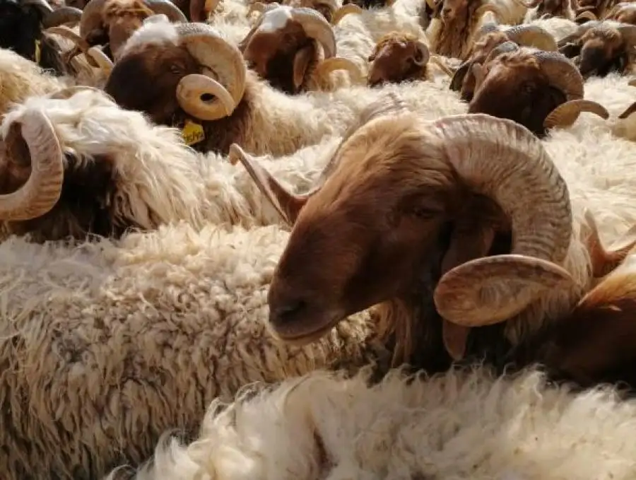 مدار الساعة,أخبار الأردن,اخبار الاردن,وزارة الزراعة