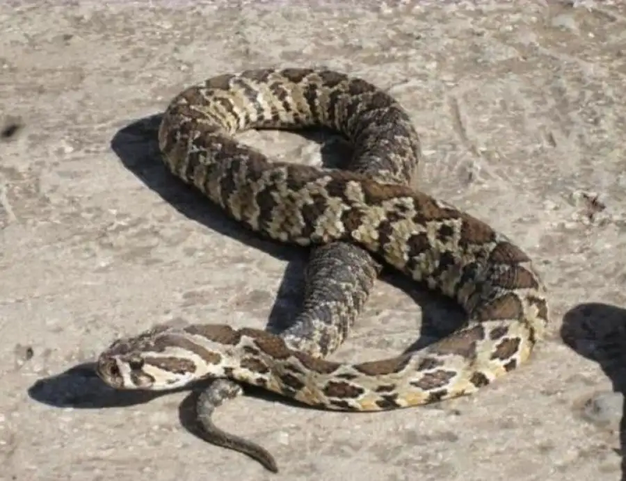 مدار الساعة,أخبار الأردن,اخبار الاردن,مستشفى جرش