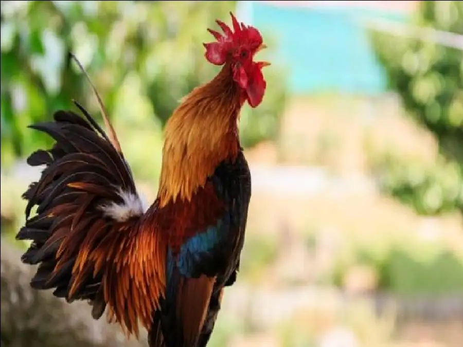 مدار الساعة,أخبار الأسرة