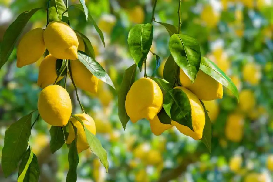 مدار الساعة,أخبار الأردن,اخبار الاردن,وزارة الزراعة