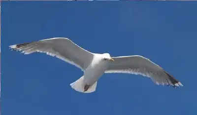 نورس يهاجم امرأة ويصيب رأسها بجروح