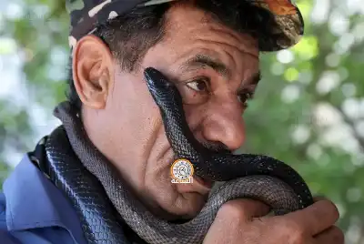 خبير الأفاعي الأردني الصقور إلى سوريا