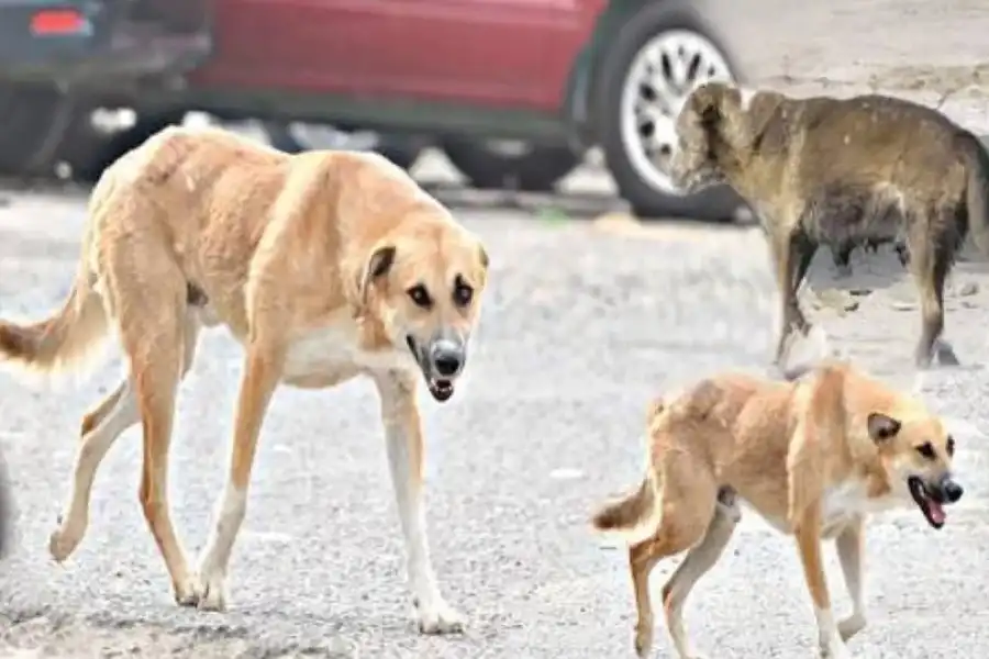 مدار الساعة,أخبار الأردن,اخبار الاردن,مستشفى الرمثا