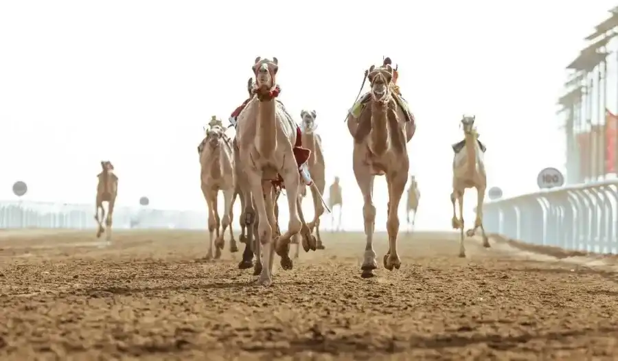 مدار الساعة,أخبار رياضية,ولي العهد,الأمير الحسين بن عبد الله الثاني