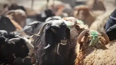 وزارة الزراعة تطلق منصة الترقيم الإلكتروني