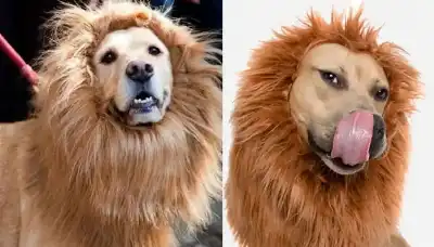 حتى لو اعتنى بالكلب خبير تجميل..