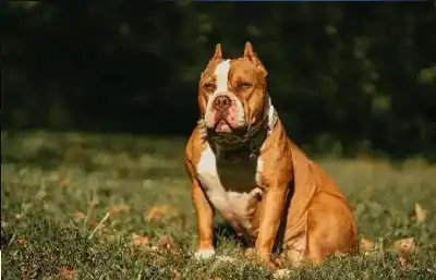 نوبة هلع كلب: رضيع يذهب ضحية