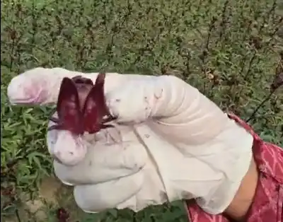 هل رأيت يوما ثمرة الكركديه في