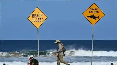 هجوم مميت: قرش الثور ينهي حياة