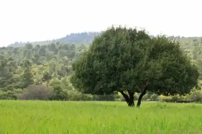 دبين وجهة سياحية طبيعية تجمع بين