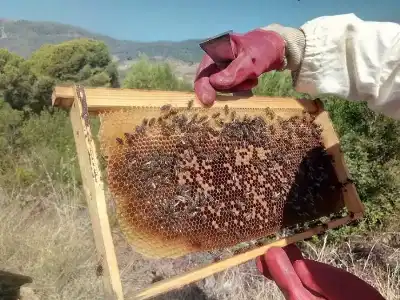 قطاع تربية النحل في الأردن أحد