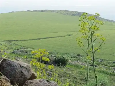 اربد: المنخفض الجوي الأخير شجّع المزارعين
