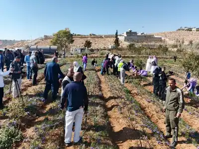 المفرق: زراعة الزعفران إضافة نوعية للتطور