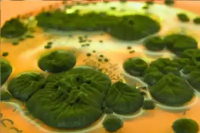 غذاء الفطر الجديد: كائن حي يكسر